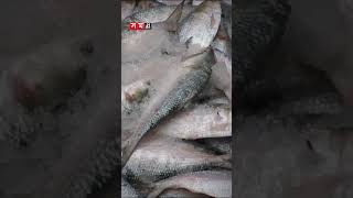 শরতের ভোরে রুপালি ইলিশের ঝিলিক #fishmarket #munshiganj #shorts