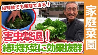 結球野菜の中の虫は撃退できる！家庭菜園で白菜やキャベツ等の結球野菜を収穫後に害虫を撃退する方法を解説【農家直伝】