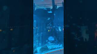 Aquarium Dubai Mall - Best place to visit in dubai - Underwater zoo Dubai  #dubai #dubaimall