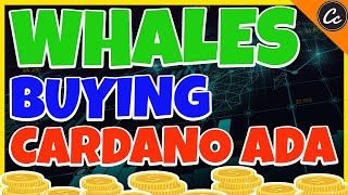 Cardano ADA - Whales Buying and Increasing Holdings
