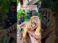 Thailand Tiger Park