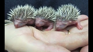 After Baby Hedgehogs Lose Their Mother, Someone Unexpected Steps In To Care For Them