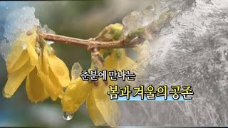 [영상구성] 봄 시샘 꽃샘추위 기승 / 연합뉴스TV (YonhapnewsTV)