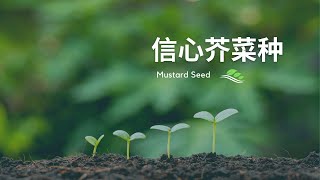 【信心芥菜種 The Mustard Seed of Faith 】- 信心像一粒芥菜種 | 讚美詩歌 原創詩歌