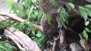 東武動物公園／赤ちゃんたち