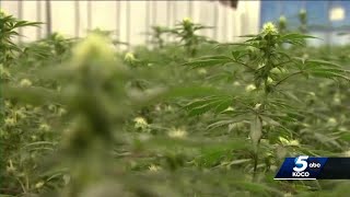 Oklahoma lawmakers hear challenge from medical marijuana activist group