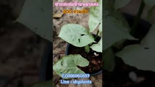 แนะนำสายสะสม Syngonium Moonlight Variegated ต้นออมเงิน ออมเงินด่าง ไม้ด่าง ไม้มงคล @SkyPlants