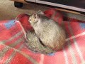 膝元でくつろぐリスの俵太先生 squirrel relaxing at my knee