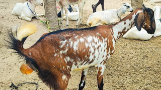 நம்ம Guluvu familyla புது பேபிஸ்💥New babygoats arrived😍