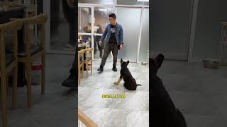 狗狗乱捡地上东西吃怎么办#训犬 #宠物训练学校 #广州训犬#韶关训犬 #清远训犬