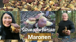 เก็บเห็ดผึ้งสีน้ำตาลสนุกมาก ไม่เคยเจอเห็ดเยอะขนาดนี้ ดงเห็ดชัดๆเลย | Maronen in Deutschland