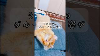 グルーミングの時は♡になっちゃう猫 #猫 #cat #グルーミング#セクシー#shorts