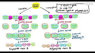 6-11 Post Transcription mRNA modification (Cambridge AS \u0026 A Level Biology, 9700)