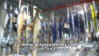 Gray Taxidermy- The Worlds Largest Taxidermy Company