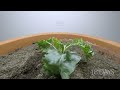 growing kale time lapse