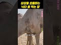 상상을 초월하는 낙타가 마시는 물