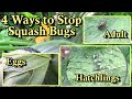 4 Ways to Manage Squash Bug Damage on Squash & Zucchini Plants: My Approach to Reducing Pest Damage!