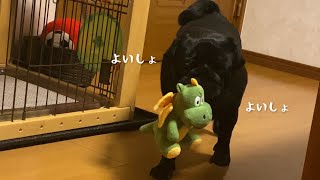 お母さんにおもちゃを持ってくる黒パグ!! Black pug to bring toys to your mother!