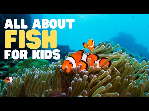 What makes a fish a fish facts for kids?