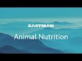 Gut Health | Feed Preservation and Hygiene | Animal Nutrition | Eastman