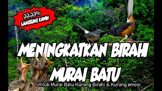 Murai Batu Kurang Birahi dan Kurang Emosi Memaksimalkan produksi dongkrak birahi murai batu