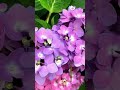 hydrangea flowers amazing hydrangea beautifulflowers shorts