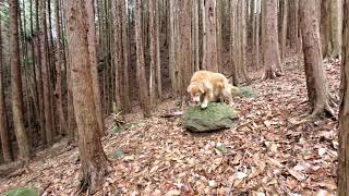 [小さなﾀｲﾑｶﾌﾟｾﾙ] 寒い気温でも山歩きで体温上がるゴールデンレトリバー。