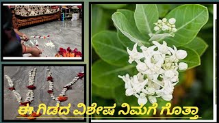 ನಿಮಗೆ ಇದರ ಉಪಯೋಗಗಳು ಗೊತ್ತಾ ಒಂದಲ್ಲ ಎರಡಲ್ಲ ಇದರ ಉಪಯೋಗಗಳು