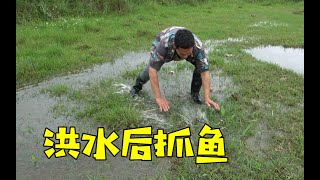 农村发洪水，好多鱼儿抢水进入草地，阿琪看到直接追着抓，真过瘾【农村阿琪】