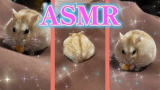 ５秒の癒し💗ジャンガリアンハムスター咀嚼音【ASMR】#shorts