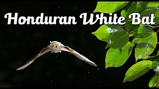 Have you heard about the Honduran white bat? | The Smallest bat | Exotic Mammal | Exotic All