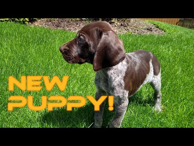 German Shorthaired Pointer Puppies Melbourne Infoupdate Org