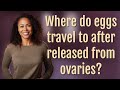 Where do eggs travel to after released from ovaries?