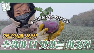 눈이와도 추워도 콜라비 수확생각뿐.. 인기가 너무 많아