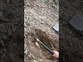 Amazing Mini Hoe Tool Stuff Digging Winter Bamboo Shoots Easily !