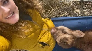 Student Has Adorable Bond With Highland Cow