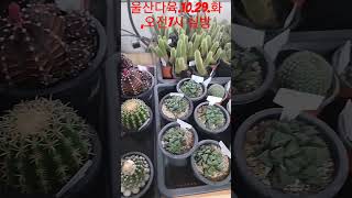 #울산다육#10월29일 오전7시#실방에 놀로오세요#