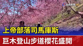 上帝部落司馬庫斯 巨木登山步道櫻花盛開