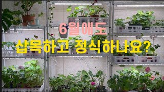 6월에도 삽목하고 정식하나요?/미바 키우는 방법/베고니아 소개