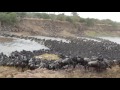 Gosheni Safari's Serengeti Wildebeest River Crossing Migration