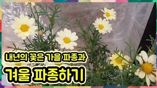 내년의 꽃은 가을파종과 겨울 파종하기