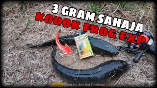 Softfrog Terbaru EXP | 🔥 KodoK Frog Comel Loteeey 🔥 | 25mm dan 3 gram SAHAJA 😱😱