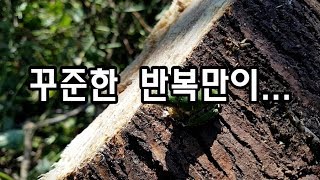 짧고좋은글귀 : 성공 - 꾸준한 반복만이...