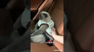 拼车拼到一只猫啊！