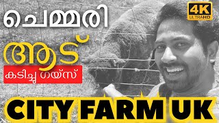 UK യിലെ Rice lane City Farm #uktourism #ukfarms #ukfarmmalayalamvideos