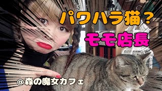 【パワハラ猫？】モモ店長と指相撲やってみたら傷だらけになったよー💦【森の魔女カフェ】