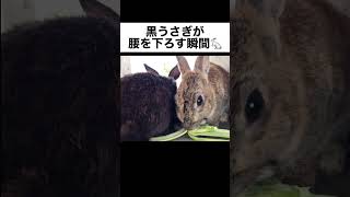 腰を下ろすうさぎ #うさぎ #ウサギ #shorts