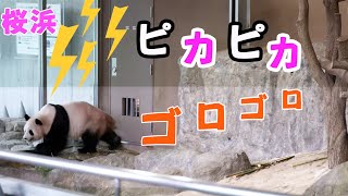 【大変だ～雷パニック】アドベンチャーワールド桜浜🐼ゲリラ豪雨で雷怖く逃げ帰る