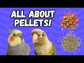 How to Choose the Best Pellets for Your Parrot! | BirdNerdSophie