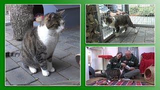 Katzenvermittlung - September/Oktober 2019 (Tierheim Hannover TV)